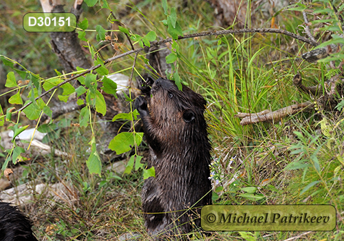 North American Beaver (Castor canadensis)